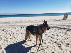 South Florida Dog on Beach