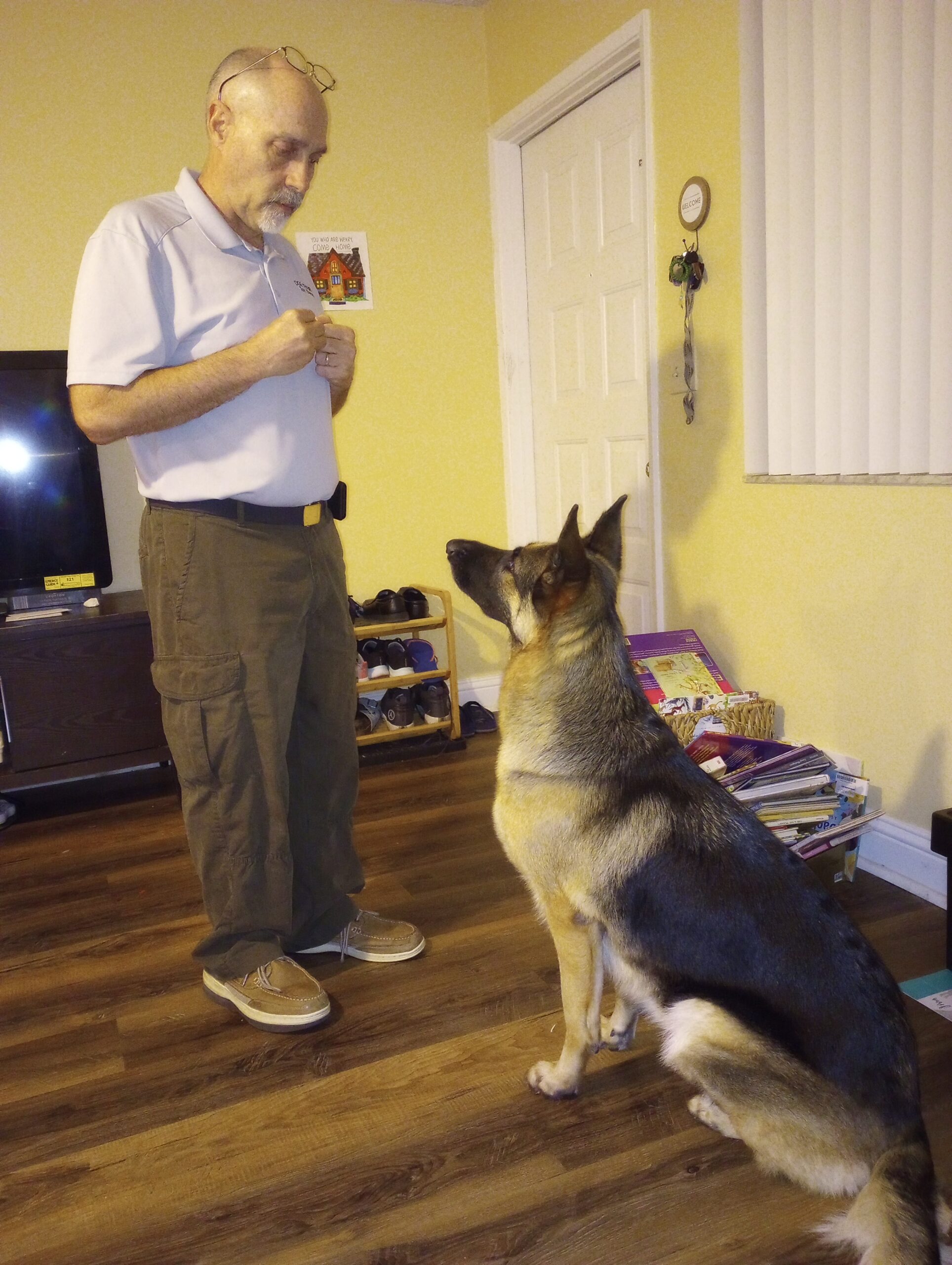 the-challenges-of-teaching-obedience-to-a-dog-dog-obedience-training